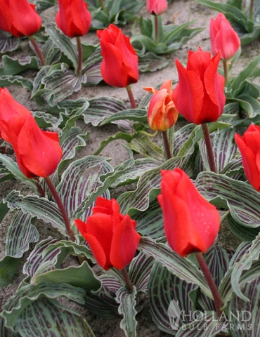 Menu Early Spring Tulip Collection 17 Menu Early Spring Tulip Collection - Image 15