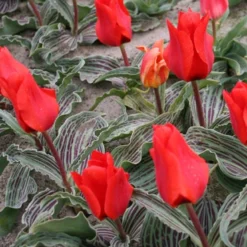 Menu Beginner Tulip Collection -US Garden Plants Sales 2024 88240 oriental beauty kaufmanniana tulip 2