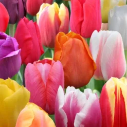 Front Page -US Garden Plants Sales 2024 88250 pastel mix triumph tulip