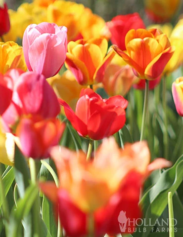 Menu 100 Tulips & Daffodils Collection 5 Menu 100 Tulips & Daffodils Collection - Image 3