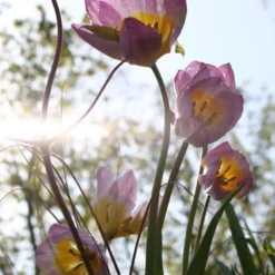 Menu Perennial Species Tulip Collection -US Garden Plants Sales 2024 88263 lilac wonder botanical tulip 2