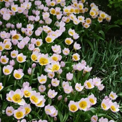 Menu Perennial Species Tulip Collection -US Garden Plants Sales 2024 88263 lilac wonder botanical tulip 4