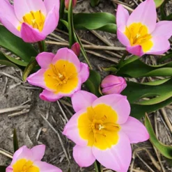 Menu Perennial Species Tulip Collection -US Garden Plants Sales 2024 88263 lilac wonder tulip