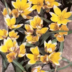 Menu Small Wonders Garden Collection -US Garden Plants Sales 2024 88267 tarda botanical tulip 1