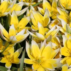 Menu Botanical Tulip Collection 24 Menu Botanical Tulip Collection -US Garden Plants Sales 2024 88267 tarda botanical tulip 2