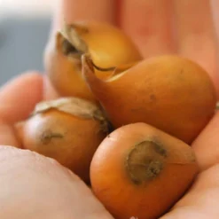 Menu Small Wonders Garden Collection -US Garden Plants Sales 2024 88267 tarda botanical tulip 3 1