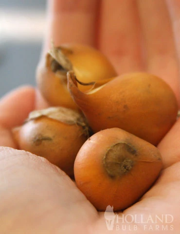 Menu Botanical Tulip Collection 10 Menu Botanical Tulip Collection - Image 8