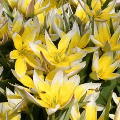 Menu Botanical Tulip Collection 26 Menu Botanical Tulip Collection -US Garden Plants Sales 2024 88267 tarda botanical tulip 4