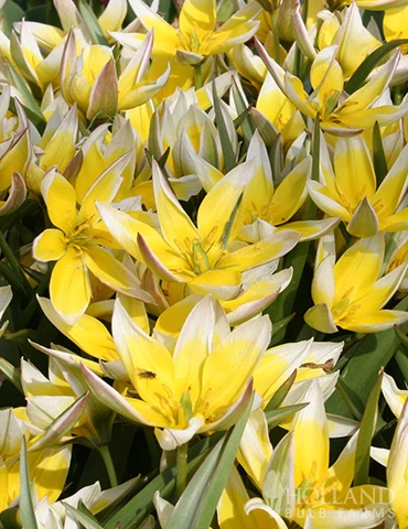 Menu Botanical Tulip Collection 11 Menu Botanical Tulip Collection - Image 9