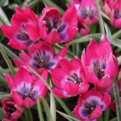 Menu Celebrate Spring Blend -US Garden Plants Sales 2024 88271 little beauty botanical tulip 2 1