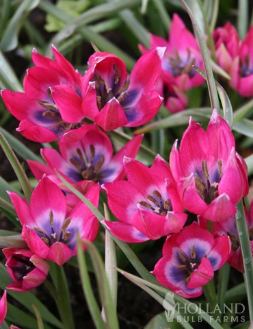 Menu Botanical Tulip Collection 13 Menu Botanical Tulip Collection - Image 11