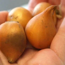 Menu Botanical Tulip Collection 29 Menu Botanical Tulip Collection -US Garden Plants Sales 2024 88271 little beauty botanical tulip 3