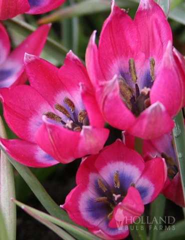 Menu Botanical Tulip Collection 12 Menu Botanical Tulip Collection - Image 10