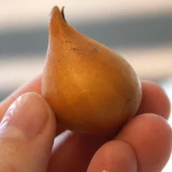 Menu Botanical Tulip Collection 31 Menu Botanical Tulip Collection -US Garden Plants Sales 2024 88272 little princess botanical tulip 2