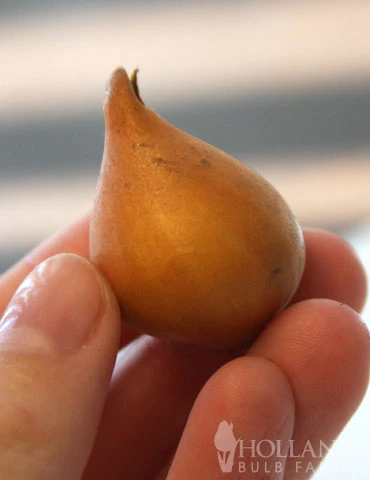 Menu Botanical Tulip Collection 16 Menu Botanical Tulip Collection - Image 14