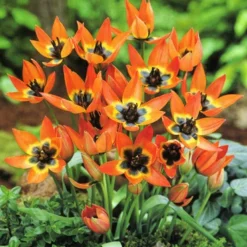 Menu Botanical Tulip Collection 30 Menu Botanical Tulip Collection -US Garden Plants Sales 2024 88272 little princess botanical tulip