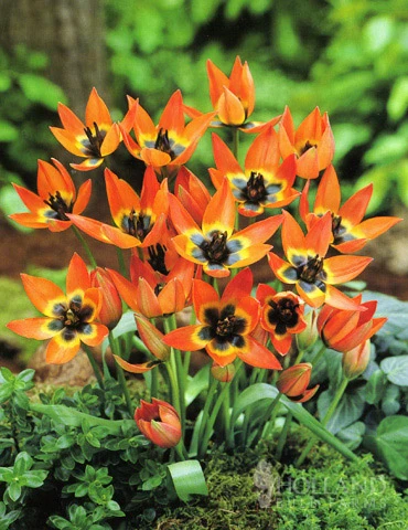 Menu Botanical Tulip Collection 15 Menu Botanical Tulip Collection - Image 13