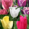 Menu Fringed Tulip Collection -US Garden Plants Sales 2024 88276 fringed tulip collection