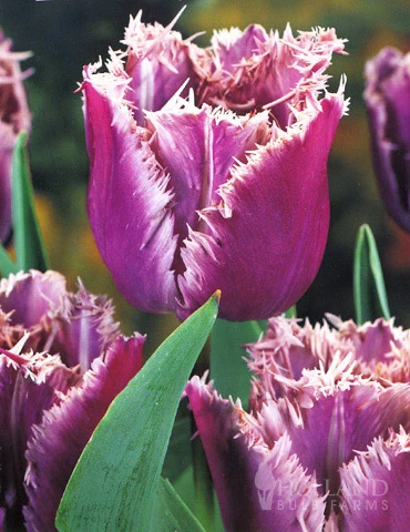 Menu Fringed Tulip Collection 4 Menu Fringed Tulip Collection - Image 2