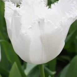 Menu Fringed Tulip Collection 20 Menu Fringed Tulip Collection -US Garden Plants Sales 2024 88276 fringed tulip collection 3