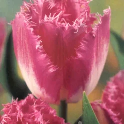 Menu Fringed Tulip Collection 21 Menu Fringed Tulip Collection -US Garden Plants Sales 2024 88276 fringed tulip collection 4