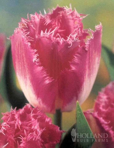 Menu Fringed Tulip Collection 6 Menu Fringed Tulip Collection - Image 4