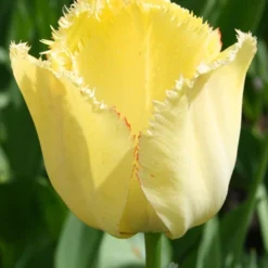 Menu Fringed Tulip Collection 22 Menu Fringed Tulip Collection -US Garden Plants Sales 2024 88276 fringed tulip collection 5