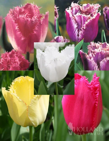 Menu Fringed Tulip Collection 3 Menu Fringed Tulip Collection