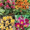 Menu Botanical Tulip Collection -US Garden Plants Sales 2024 88279 botanical tulip collection