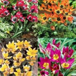 Menu Botanical Tulip Collection