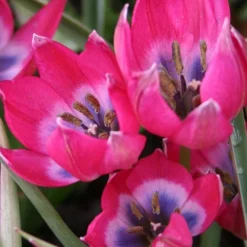 Menu Botanical Tulip Collection 20 Menu Botanical Tulip Collection -US Garden Plants Sales 2024 88279 botanical tulip collection 3