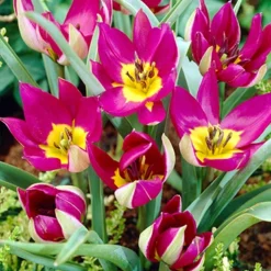 Menu Botanical Tulip Collection 22 Menu Botanical Tulip Collection -US Garden Plants Sales 2024 88279 botanical tulip collection 5