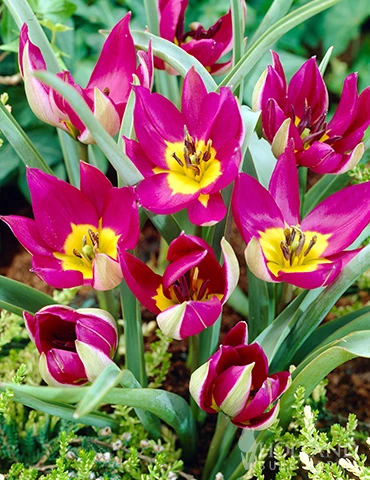 Menu Botanical Tulip Collection 7 Menu Botanical Tulip Collection - Image 5