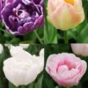 Menu Elegant Double Tulip Collection -US Garden Plants Sales 2024 88282 elegant double tulip collection