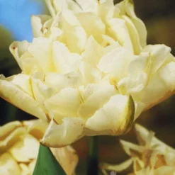 Menu Elegant Double Tulip Collection -US Garden Plants Sales 2024 88282 elegant double tulip collection 3