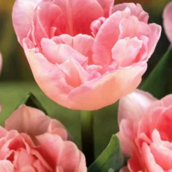 Menu Elegant Double Tulip Collection -US Garden Plants Sales 2024 88282 elegant double tulip collection 4