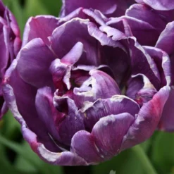 Menu Elegant Double Tulip Collection -US Garden Plants Sales 2024 88282 elegant double tulip collection 5