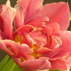 Menu Elegant Double Tulip Collection -US Garden Plants Sales 2024 88282 elegant double tulip collection 6