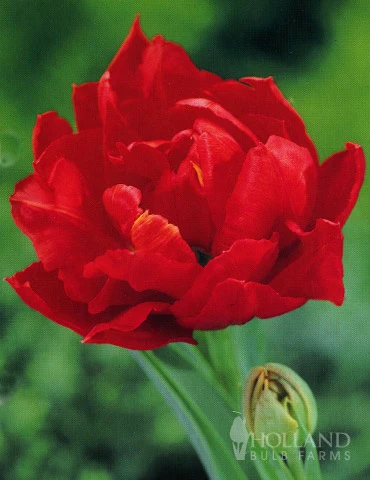 Menu Robust Double Flowering Tulip Collection 4 Menu Robust Double Flowering Tulip Collection - Image 2