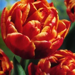 Menu Robust Double Flowering Tulip Collection 20 Menu Robust Double Flowering Tulip Collection -US Garden Plants Sales 2024 88283 robust double flowering tulip collection 4