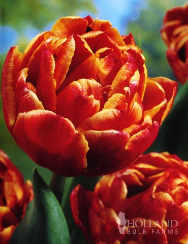 Menu Robust Double Flowering Tulip Collection 5 Menu Robust Double Flowering Tulip Collection - Image 3