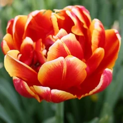 Menu Robust Double Flowering Tulip Collection 21 Menu Robust Double Flowering Tulip Collection -US Garden Plants Sales 2024 88283 robust double flowering tulip collection 5