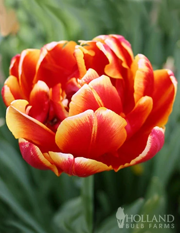 Menu Robust Double Flowering Tulip Collection 6 Menu Robust Double Flowering Tulip Collection - Image 4