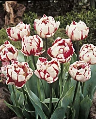Menu Robust Double Flowering Tulip Collection 22 Menu Robust Double Flowering Tulip Collection -US Garden Plants Sales 2024 88283 robust double flowering tulip collection 6