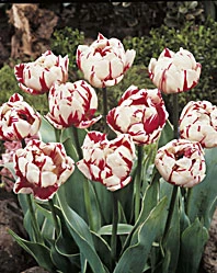 Menu Robust Double Flowering Tulip Collection 7 Menu Robust Double Flowering Tulip Collection - Image 5