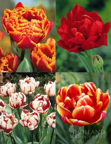Menu Robust Double Flowering Tulip Collection 3 Menu Robust Double Flowering Tulip Collection