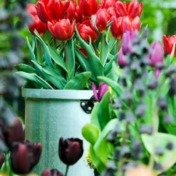 Menu Small Space Red, White And Blue Kit 25 Menu Small Space Red, White And Blue Kit -US Garden Plants Sales 2024 88287 red impression tulip