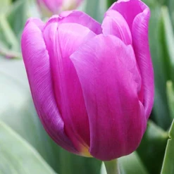 Menu The Everything Spring Garden Collection -US Garden Plants Sales 2024 88290 purple flag tulip