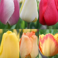 Menu Darwin Hybrid Tulip Collection
