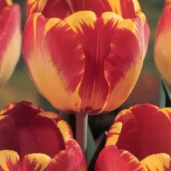 Menu Darwin Hybrid Tulip Collection -US Garden Plants Sales 2024 88296 darwin hybrid tulip collection 3